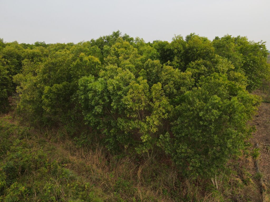 Save The Forest République Démocratique du Congo RDC Association Africaine pour la reforestation et l'écologie (5)