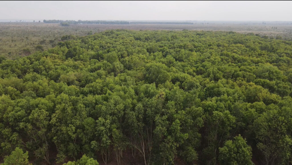 Save The Forest République Démocratique du Congo RDC Association Africaine pour la reforestation et l'écologie (5)